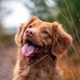 smiling puppy