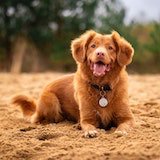 puppy on sand