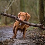 puppy carrying stick